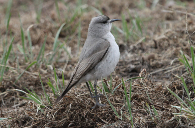 Black-fronted Ground Tyrant