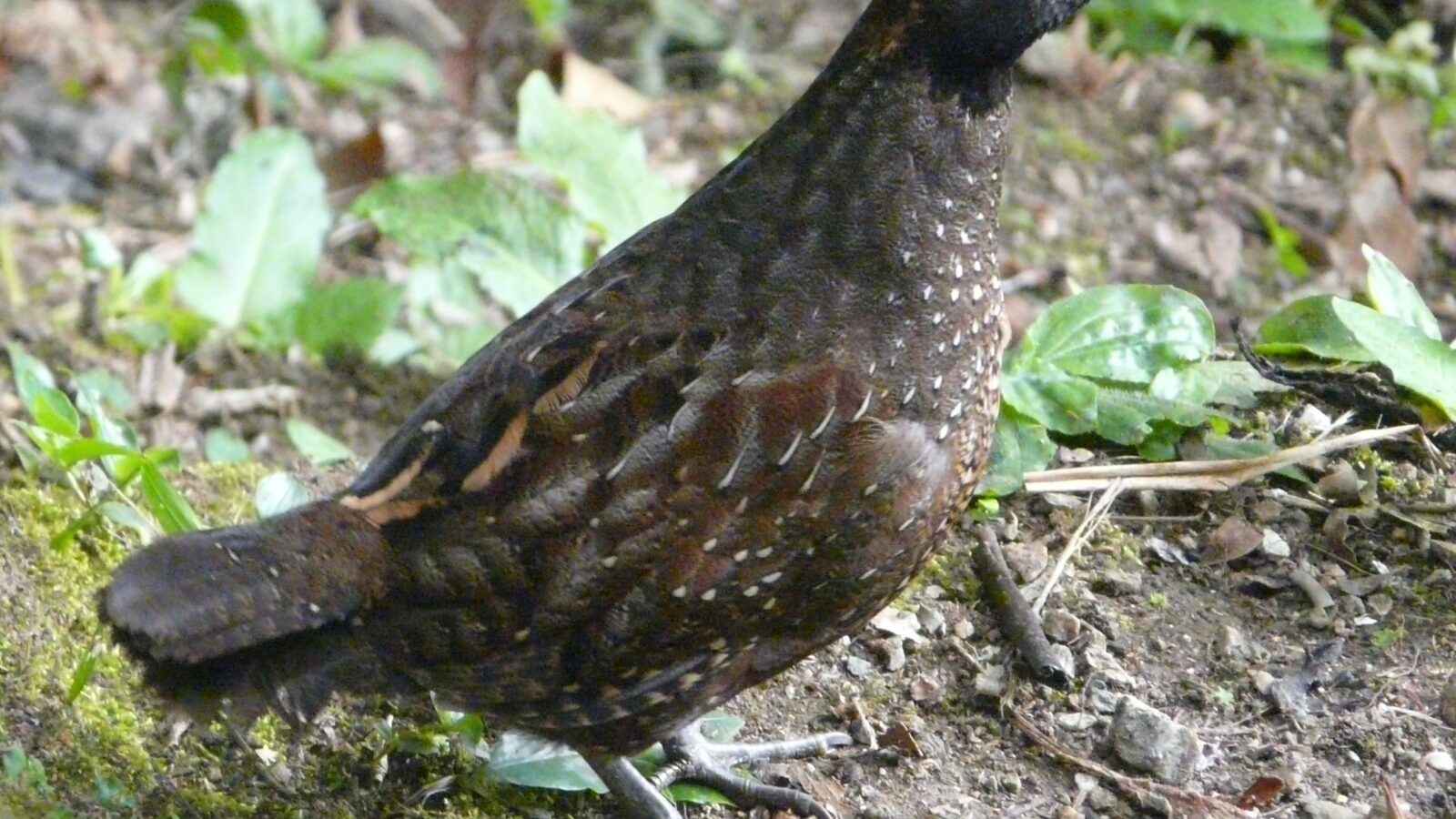 Black-fronted Wood Quail