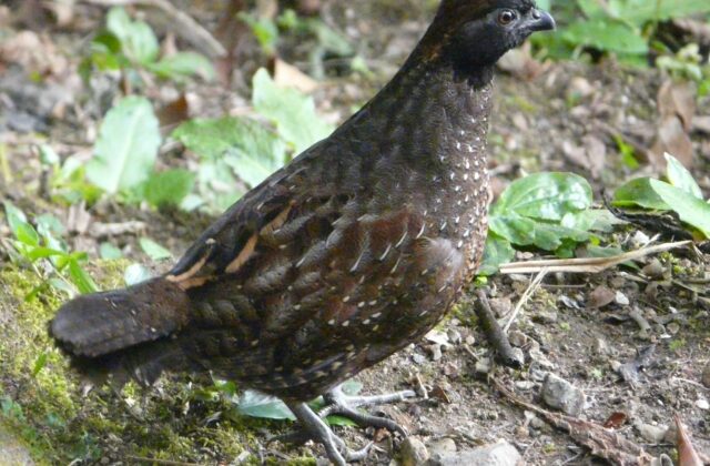 Black-fronted Wood Quail