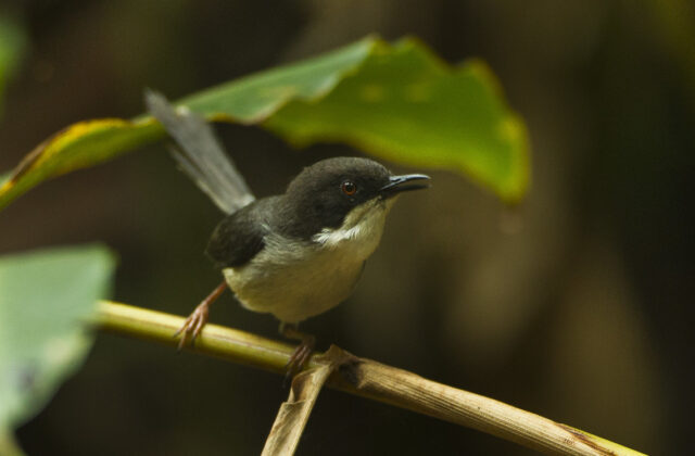 Black-headed Apalis