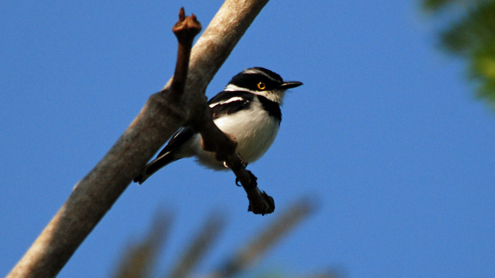 Western Black-headed Batis