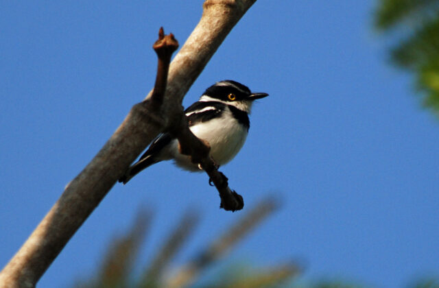 Western Black-headed Batis