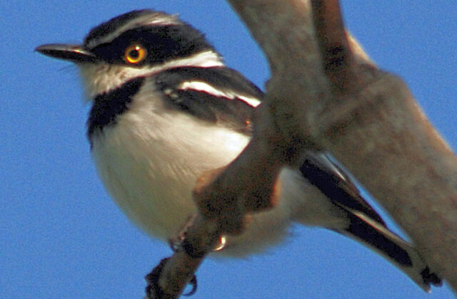 Eastern Black-headed Batis