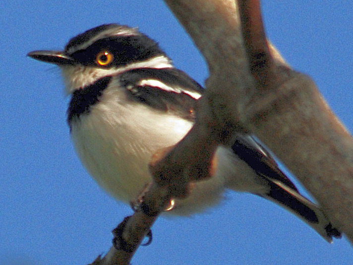Eastern Black-headed Batis