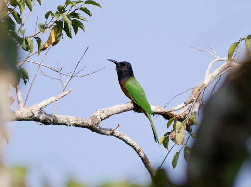 Black-headed Bee-eater