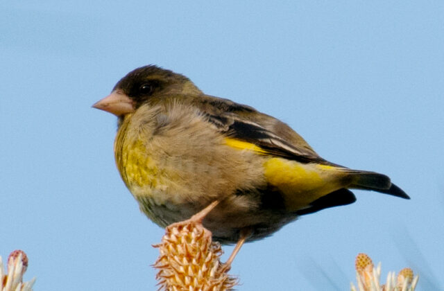 Black-headed Greenfinch