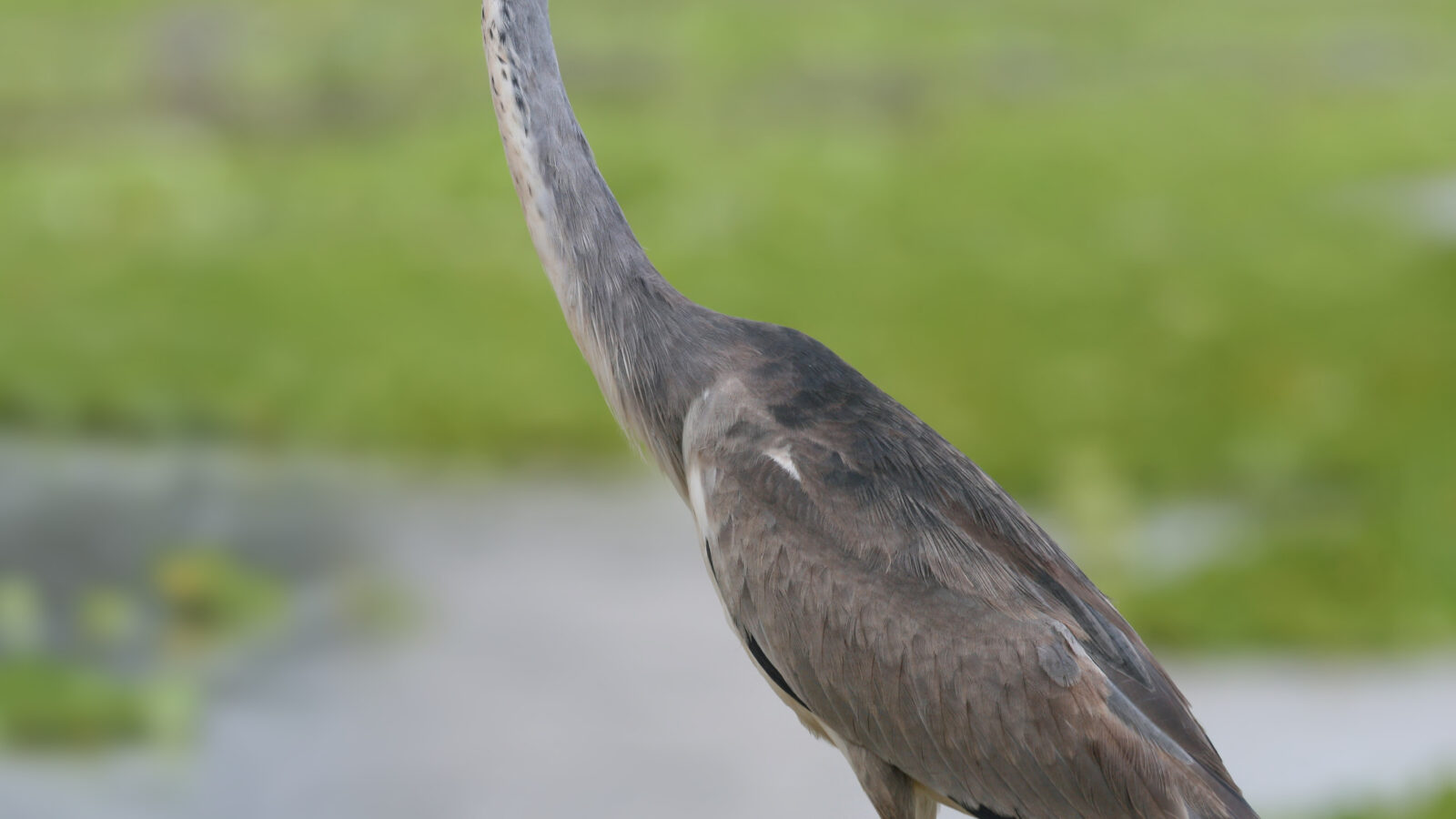 Black-headed Heron