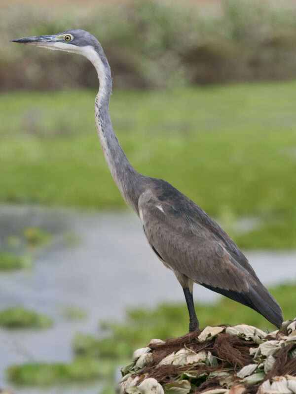 Black-headed Heron