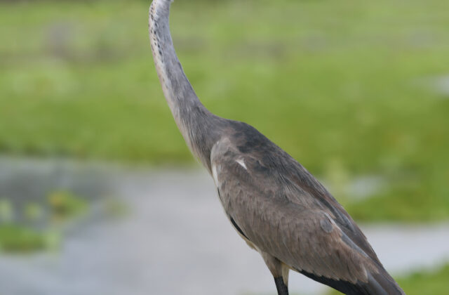 Black-headed Heron