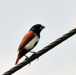 Tricolored Munia