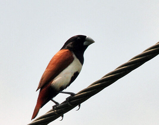 Tricolored Munia