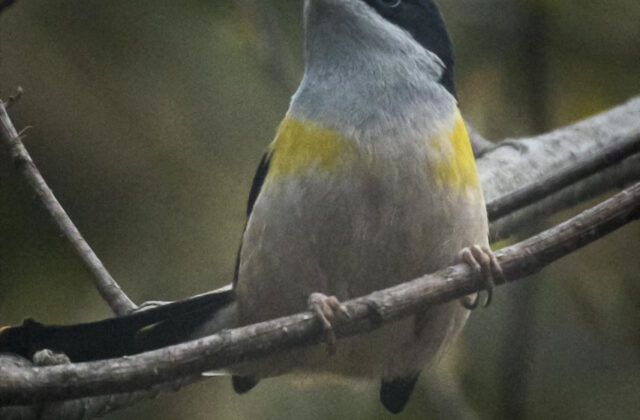 Black-headed Shrike-babbler