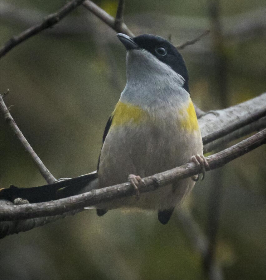 Black-headed Shrike-babbler