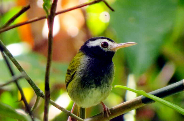 Black-headed Tailorbird
