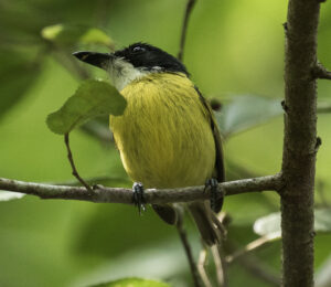Black-headed Tody-Flycatcher