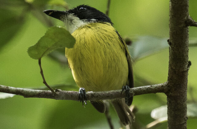Black-headed Tody-Flycatcher