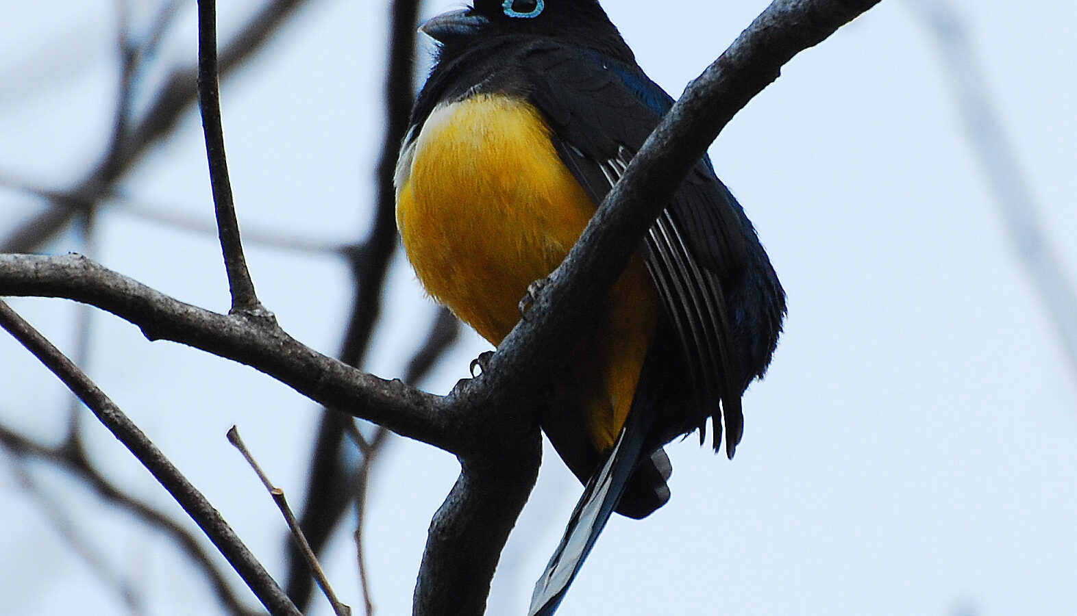 Black-headed Trogon