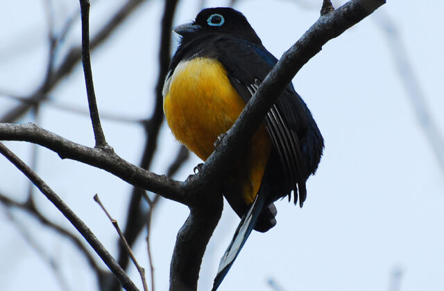 Black-headed Trogon