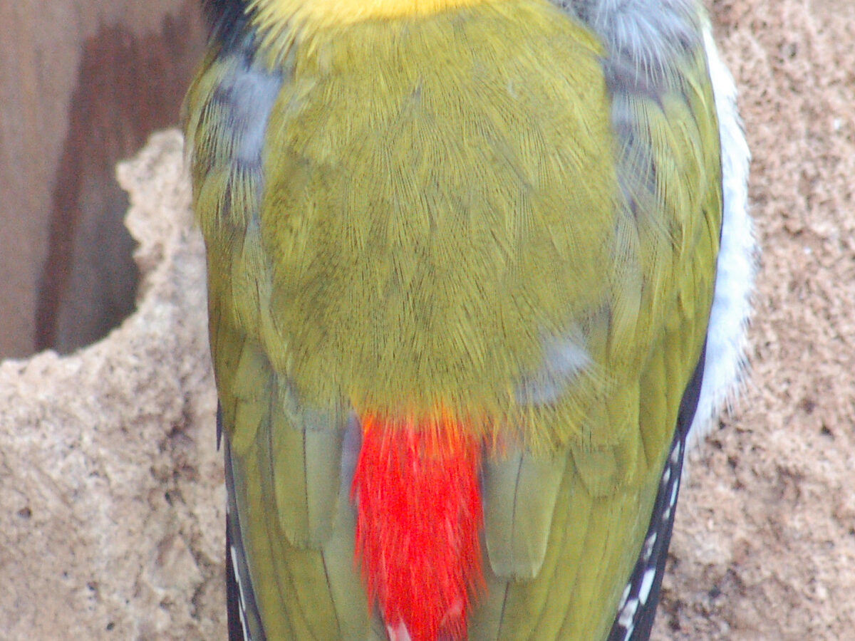 Black-headed Woodpecker