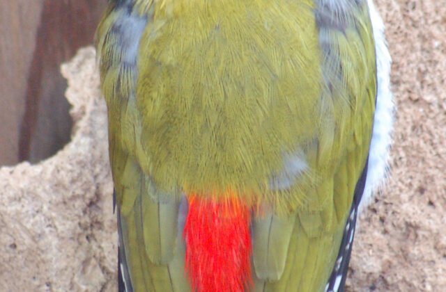 Black-headed Woodpecker
