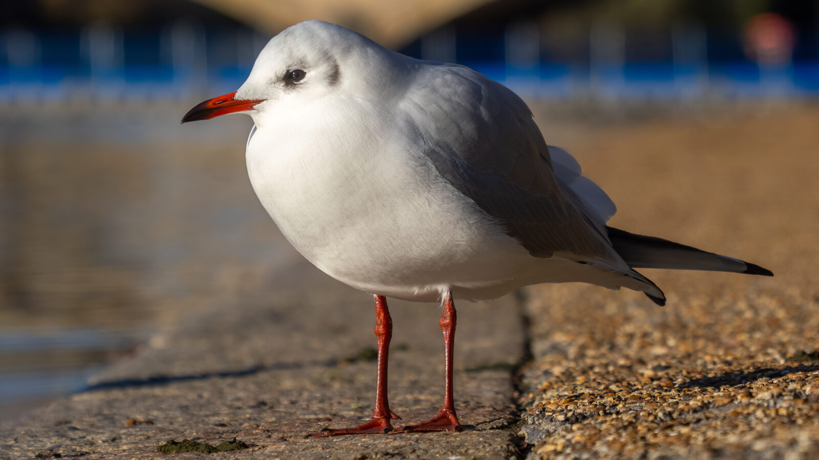 Black-headed Gull
