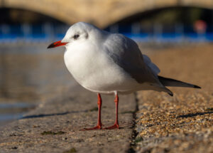 Black-headed Gull