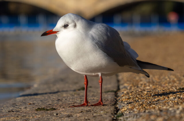 Black-headed Gull
