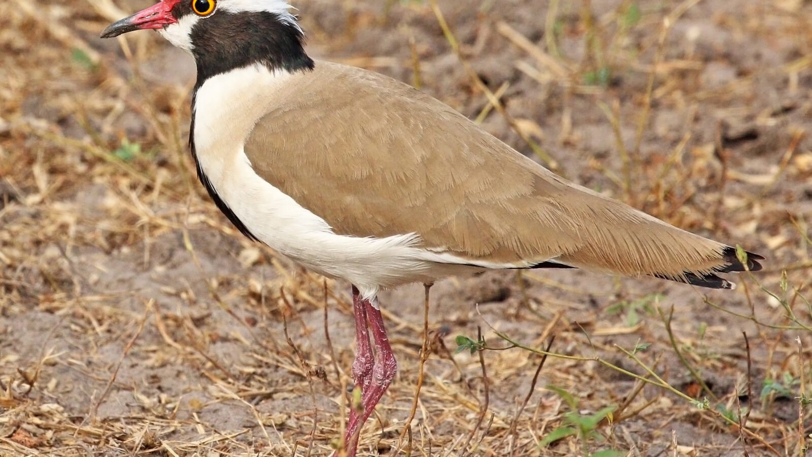 Black-headed Lapwing
