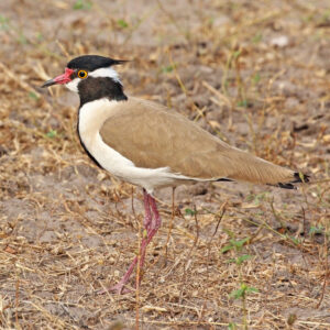 Black-headed Lapwing