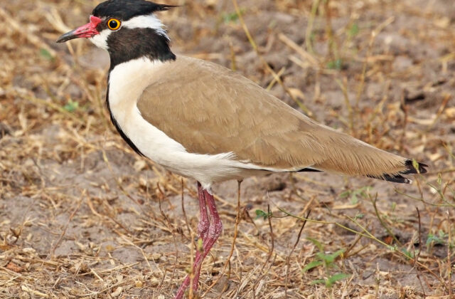 Black-headed Lapwing