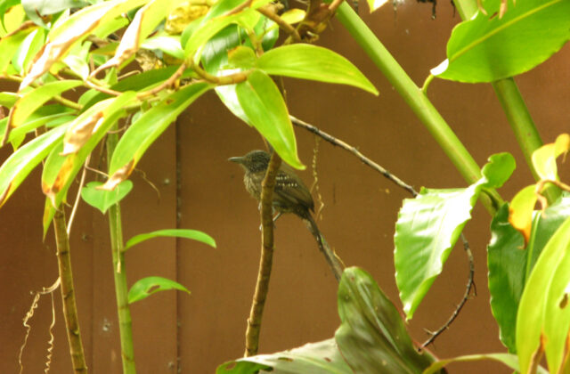 Black-hooded Antshrike