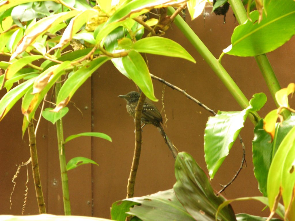 Black-hooded Antshrike