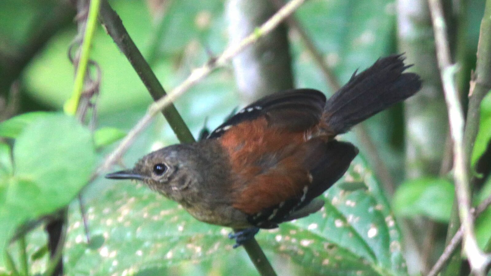 Black-hooded Antwren