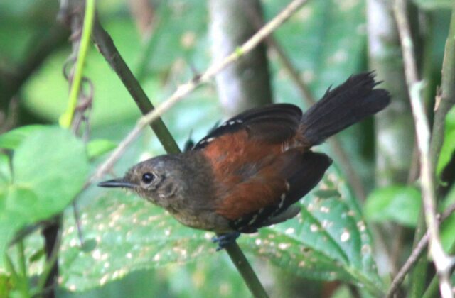 Black-hooded Antwren