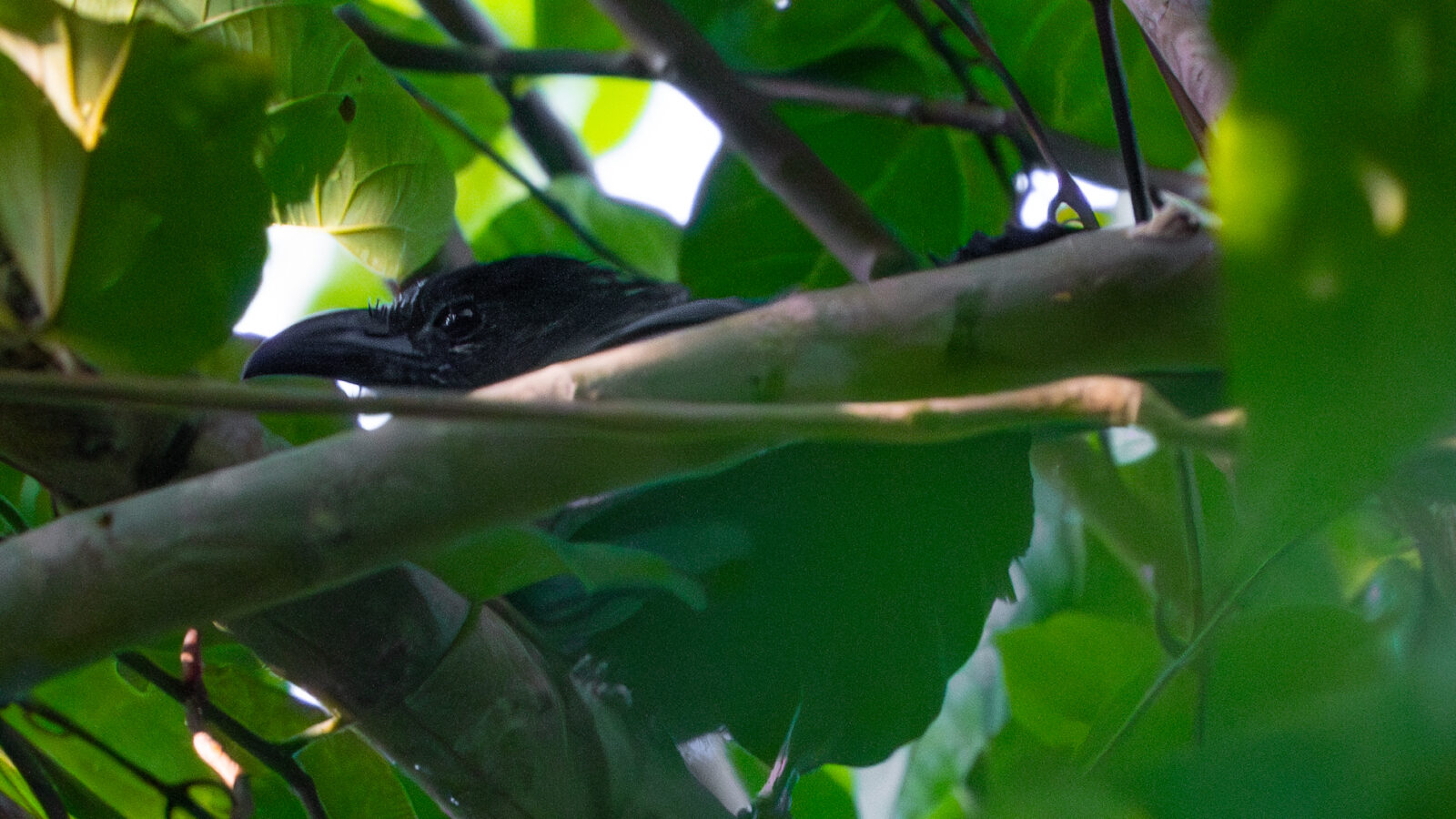 Black-hooded Coucal