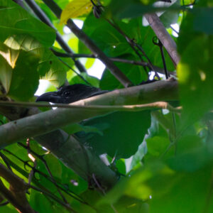 Black-hooded Coucal