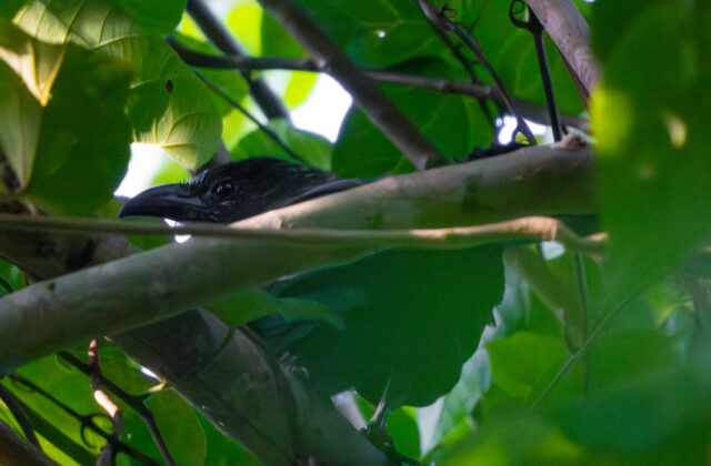 Black-hooded Coucal