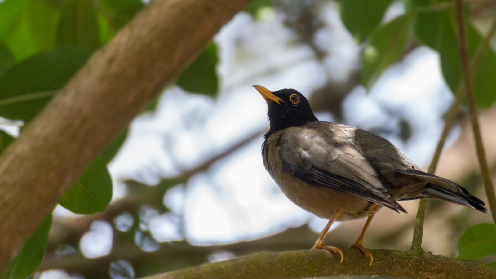 Black-hooded Thrush