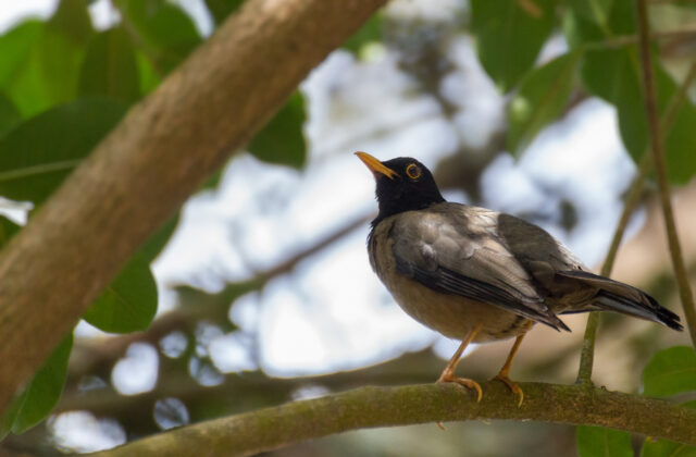 Black-hooded Thrush