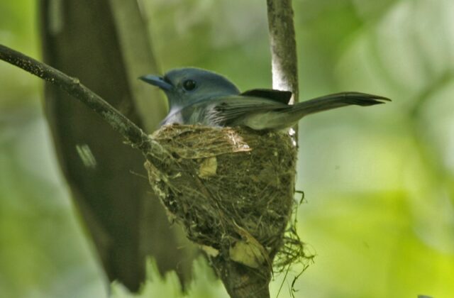 Pale-blue Monarch