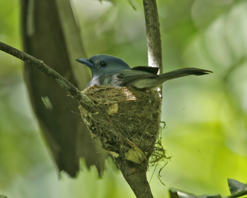 Pale-blue Monarch