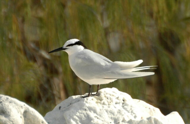 Black-naped Tern