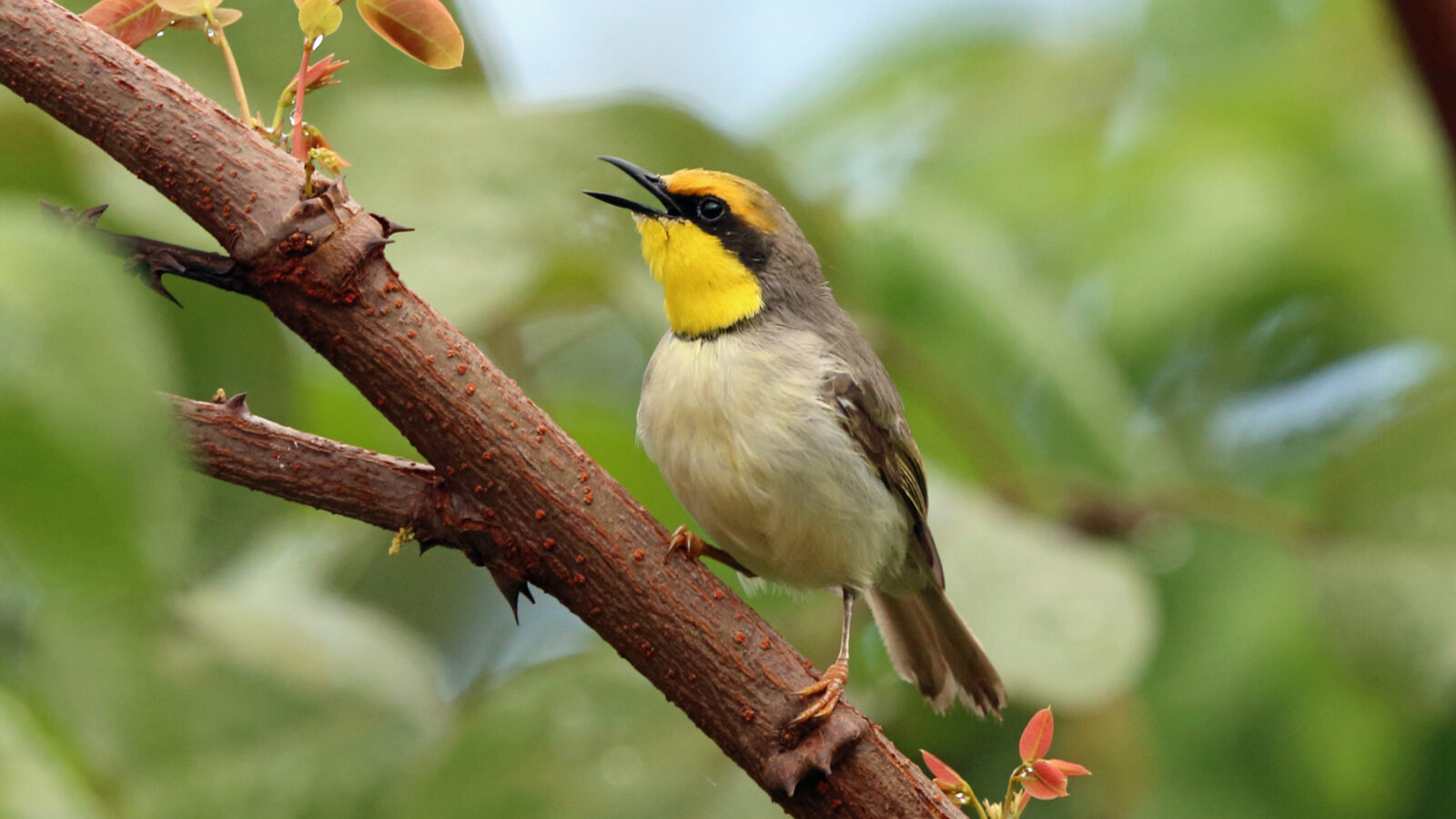 Black-necked Eremomela