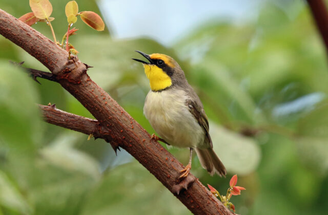 Black-necked Eremomela