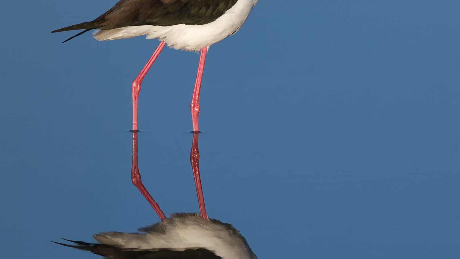 Black-necked Stilt