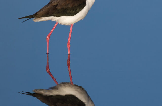 Black-necked Stilt