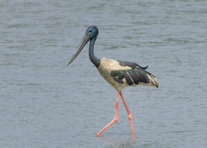 Black-necked Stork