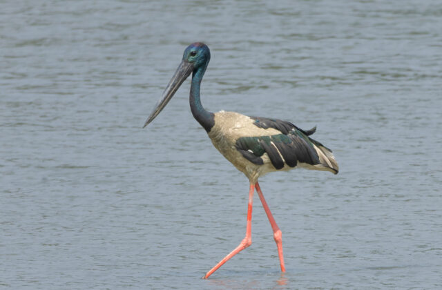 Black-necked Stork