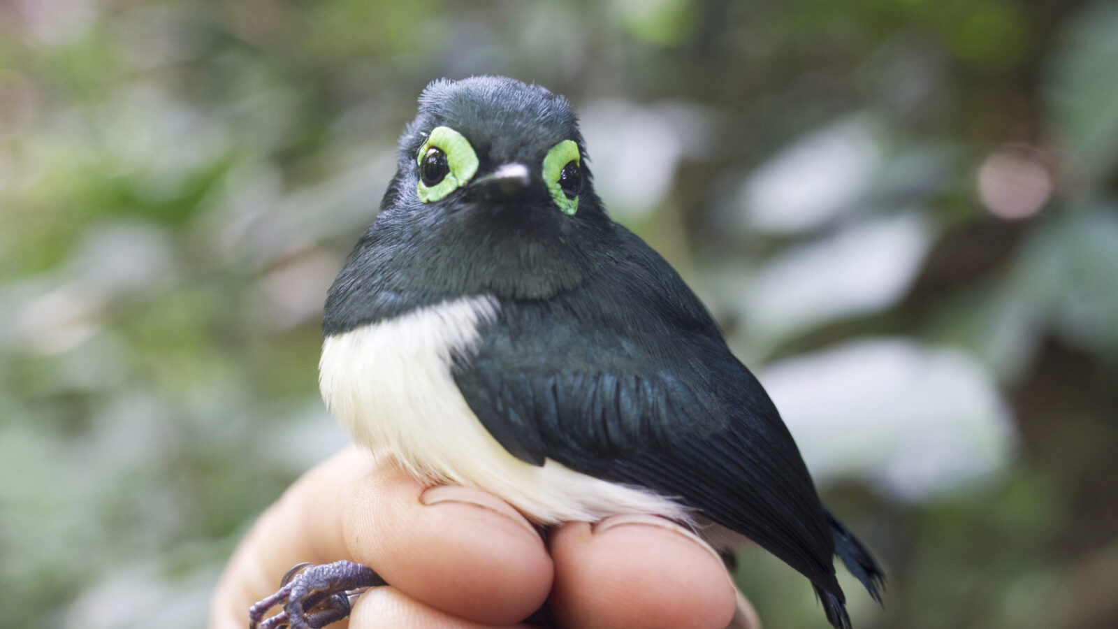 Black-necked Wattle-eye