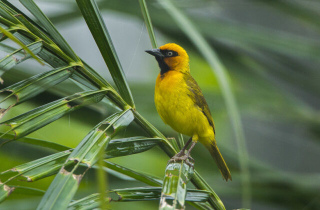 Olive-naped Weaver
